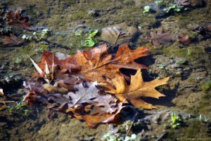 Clôture 2017 - Photo 122