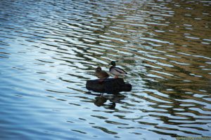 Clôture 2017 - Photo 123