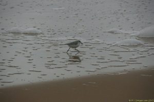 Clôture 2017 - Photo 136