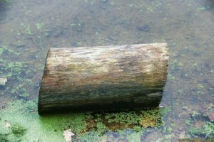 Clôture 2017 - Photo 142