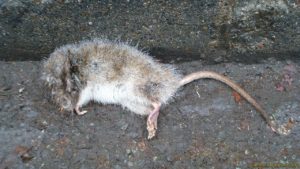 Rat crevé devant une maison d'arrêt