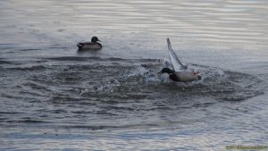 Vie de canards 3