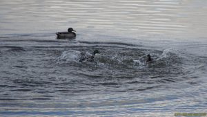 Vie de canards 4