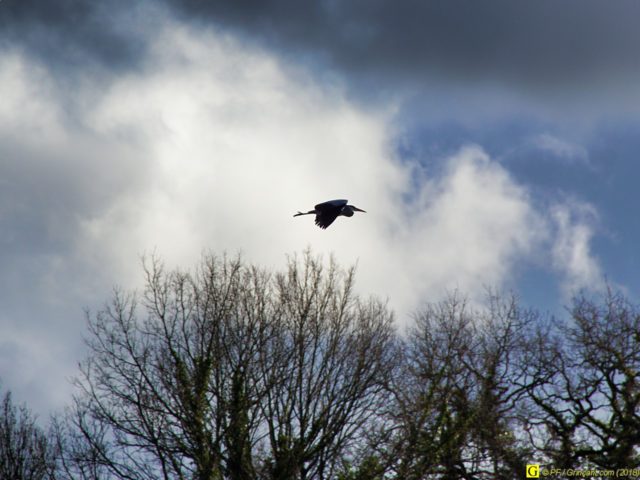 Un héron quitte les lieux