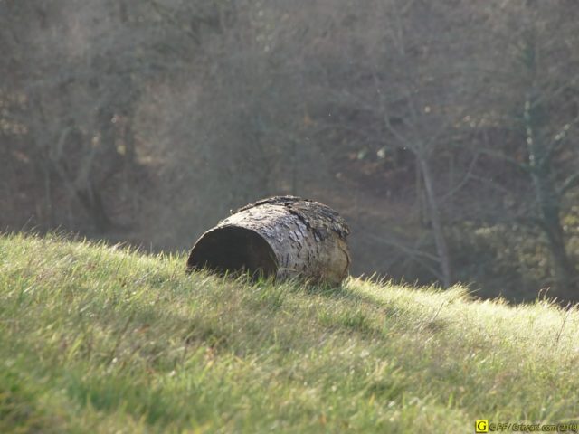 La sérénité du rondin solitaire