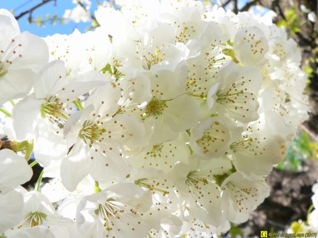 Des fleurs de cerisier qui aiment l'oxygène