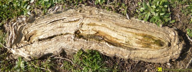 Une racine qui ne produira plus d'oxygène