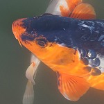 La légende de Monsieur Koï, le carpiste Carpe Koï, symbole d'amour et de virilité