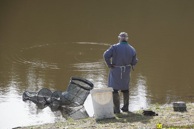 Koï, le carpiste – 2