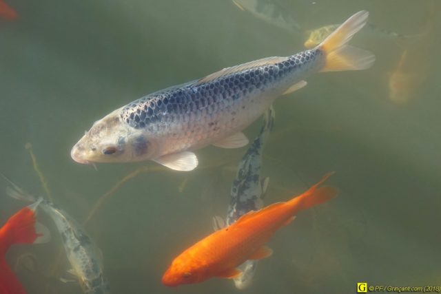 Carpes Koï – 01