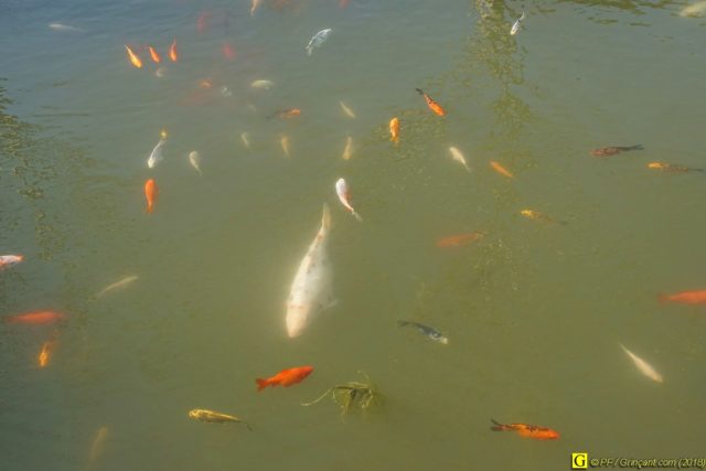Carpes Koï – 02