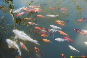 Ballet de carpes Koï – 1