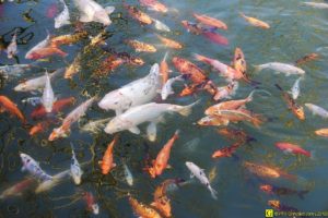 Ballet de carpes Koï – 2