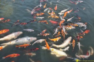 Ballet de carpes Koï – 3