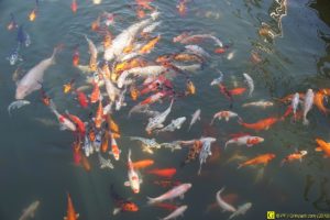 Ballet de carpes Koï – 4