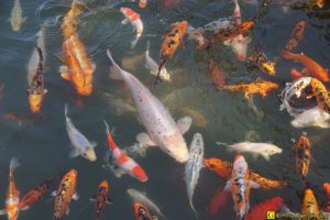 Ballet de carpes Koï – 6