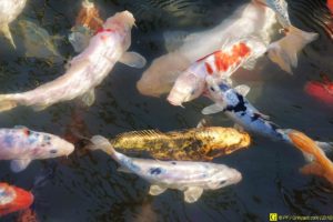 Ballet de carpes Koï – 7