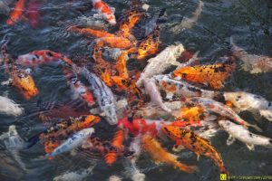 Ballet de carpes Koï – 8