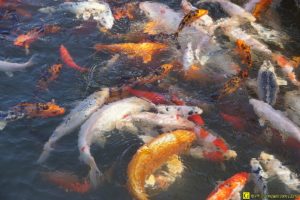 Ballet de carpes Koï – 9