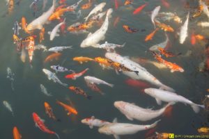 Ballet de carpes Koï – 10