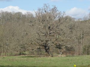 Mon Arbre – 01