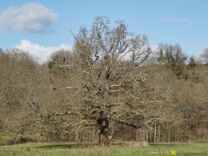 Mon Arbre – 02