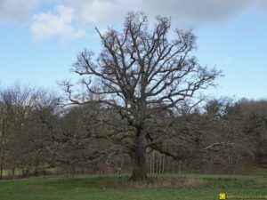 Mon Arbre – 03