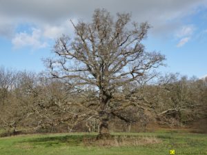 Mon Arbre – 04