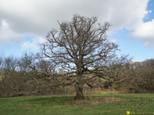 Mon Arbre – 05