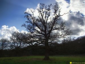Mon Arbre – 07