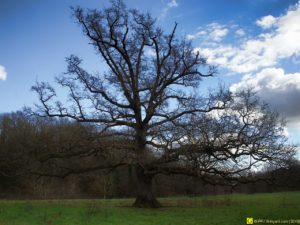 Mon Arbre – 09