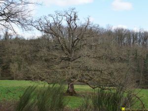 Mon Arbre – 10