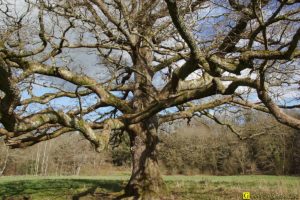 Mon Arbre – 15