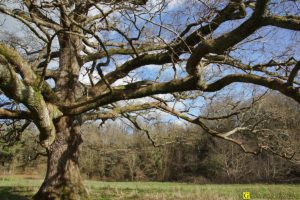 Mon Arbre – 16