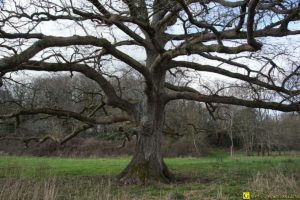 Mon Arbre – 17