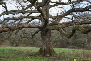 Mon Arbre – 18