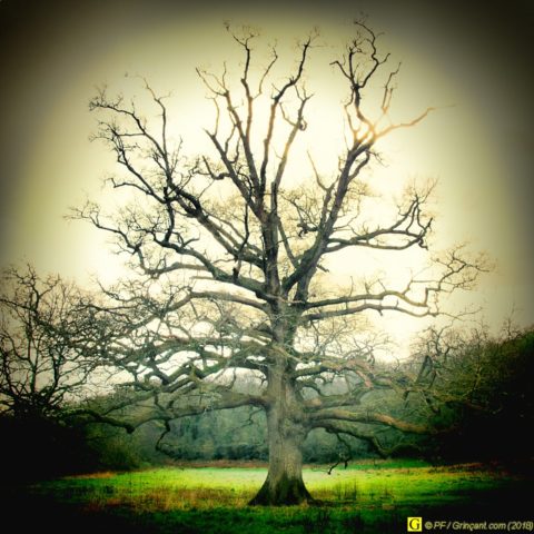 En point de mire, mon arbre