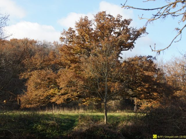 Derrière un arbuste, ce que je pressens être MON Arbre