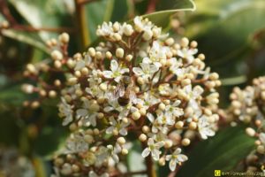 Une abeille en commando “Butinage” – 1/4