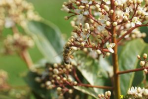 Une abeille en commando “Butinage” – 3/4