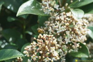 Une abeille en commando “Butinage” – 4/4
