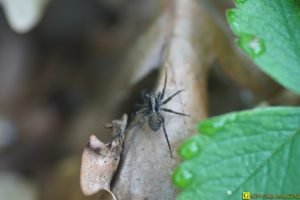 Petite araignée sauvage – 1/2