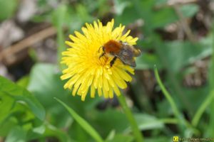 Bourdon sur pissenlit – 2/2