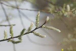 Floraison/germination de printemps – 1/9