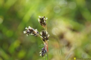 Floraison/germination de printemps – 2/9