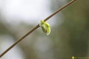 Floraison/germination de printemps – 3/9