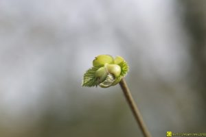 Floraison/germination de printemps – 4/9