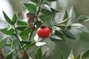Floraison/germination de printemps – 6/9