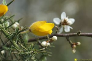 Floraison/germination de printemps – 7/9