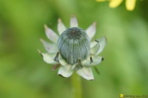 Floraison/germination de printemps – 8/9